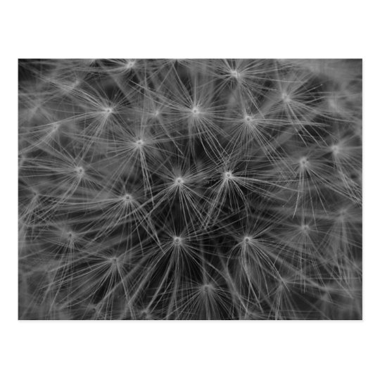 Dandelion Constellation Postcard