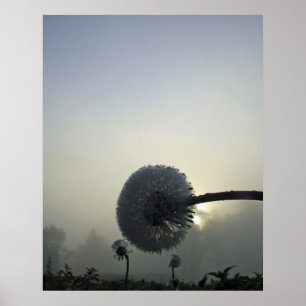 Dandelion Dawn Poster
