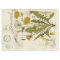 Dandelion Decoupage Tissue Sheet