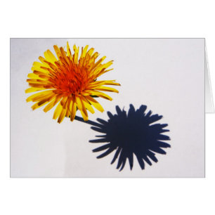 Dandelion et ombre gccnm