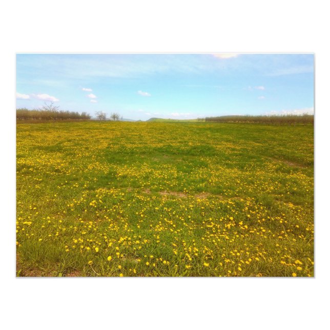 Dandelion Field Photo Print (Front)