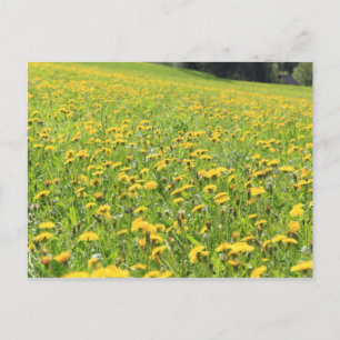 Dandelion field postcard