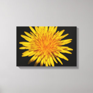 Dandelion Flower 16.50x11 (41.25x27.5cm) waccn Canvas Print
