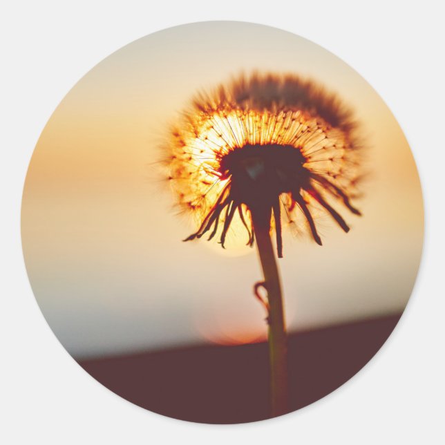 dandelion flower classic round sticker (Front)