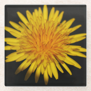Dandelion Flower coastercna Glass Coaster