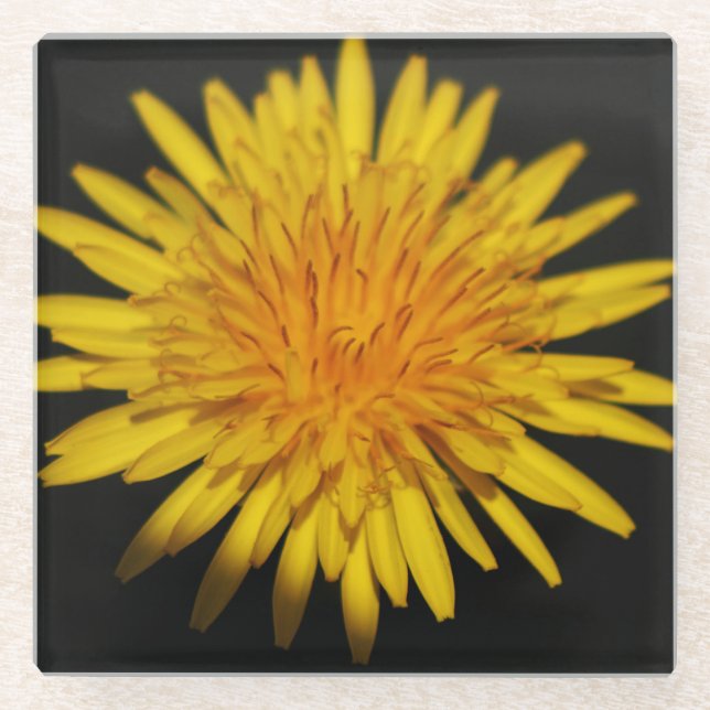 Dandelion Flower coastercna Glass Coaster (Front)