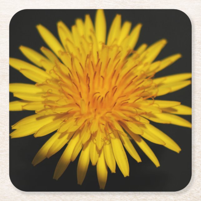 Dandelion Flower coastercna Square Paper Coaster (Front)