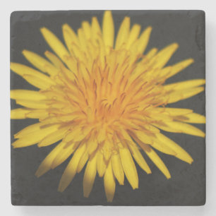 Dandelion Flower coastercna Stone Coaster