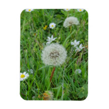 Dandelion flower is waiting for the wind