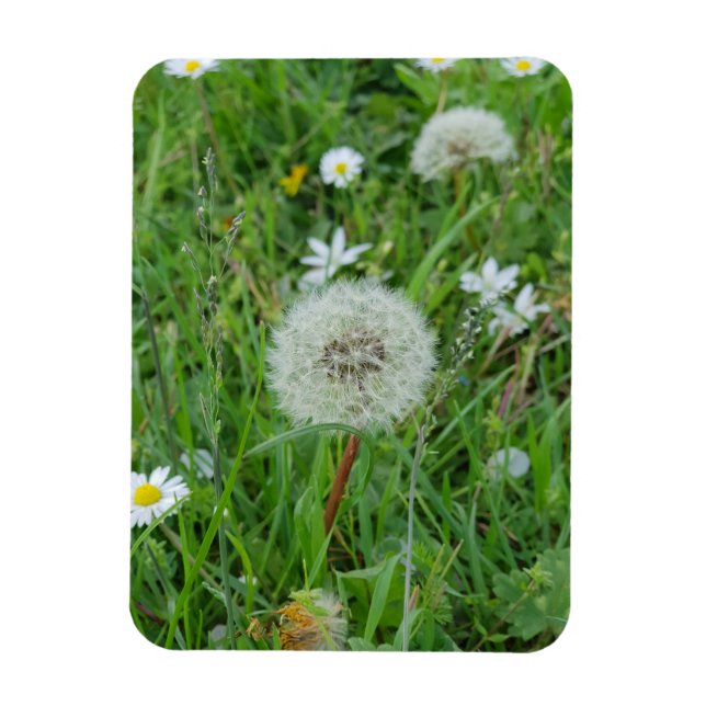 Dandelion flower is waiting for the wind magnet (Vertical)