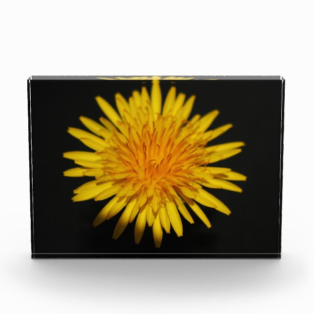 Dandelion Flower pbcna Photo Block (Front)
