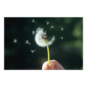 Dandelion flower photo print