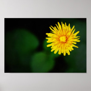 Dandelion Flower Poster