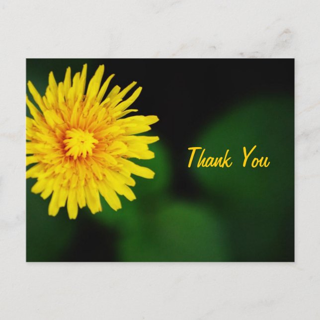 Dandelion Flower Thank You Postcard (Front)