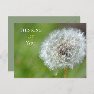 Dandelion Flower Thinking of You Postcard