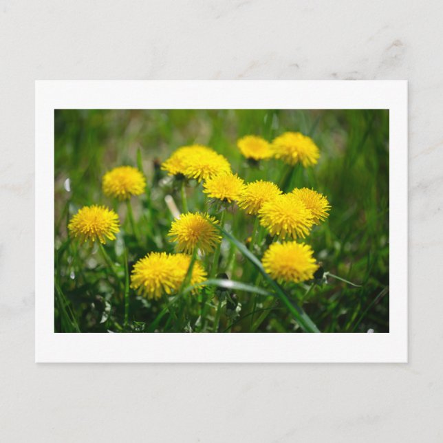 Dandelion Flowers Dandelions Yellow Green Postcard (Front)