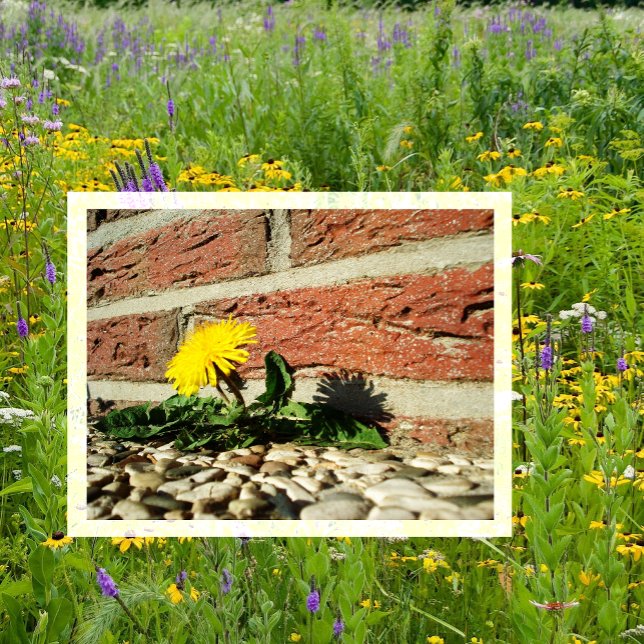 Dandelion Growing through Landscaping Rock Postcard (Creator Uploaded)