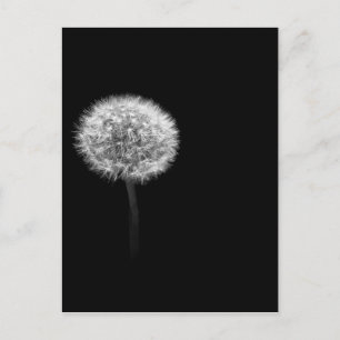 Dandelion Head Postcard