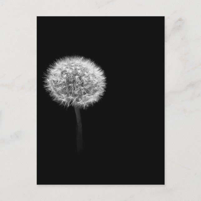 Dandelion Head Postcard (Front)