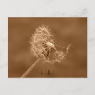 Dandelion Hello carte postale