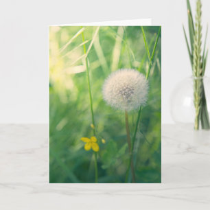 Dandelion in greenery with soft summer light card