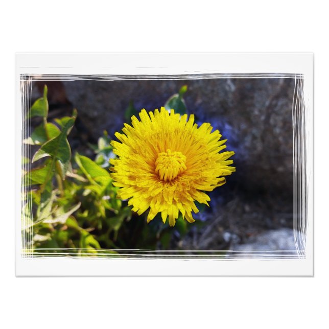 Dandelion in sunlight photo print (Front)