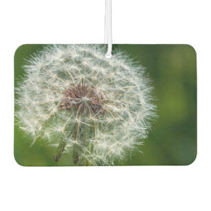 Dandelion In The Light Air Freshener
