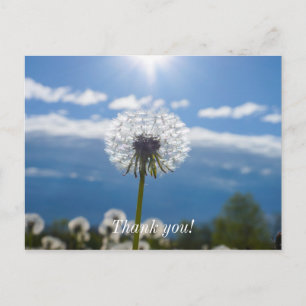 Dandelion In The Light Thank You Postcard
