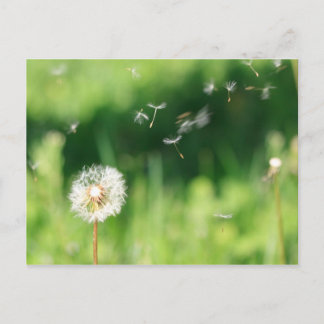 Dandelion in the Wind Postcard
