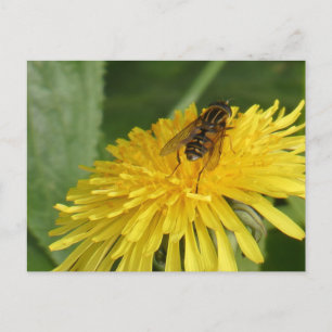 Dandelion & Insect do-it-yourself carte postale