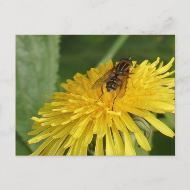 Dandelion & Insect do-it-yourself carte postale (Devant)