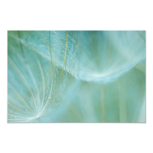 Dandelion macro photo print (Front)