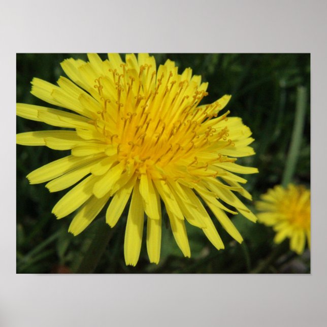 Dandelion Macro Picture Poster (Front)