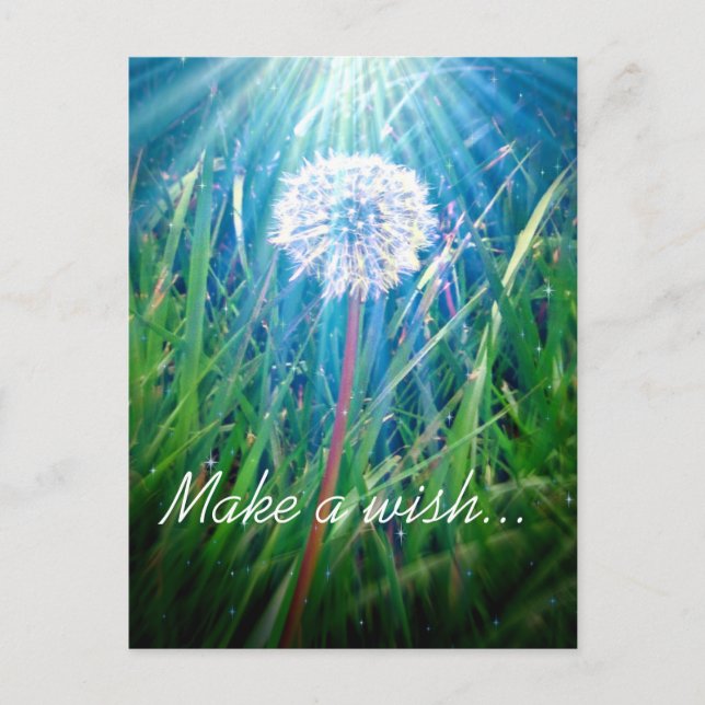 Dandelion Macro Postcard (Front)
