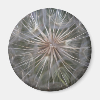 Dandelion Magnet