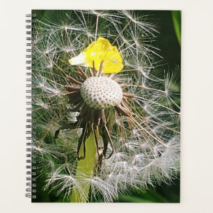 Dandelion mignon
