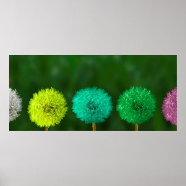 Dandelion multicoloured coloured poster (Front)