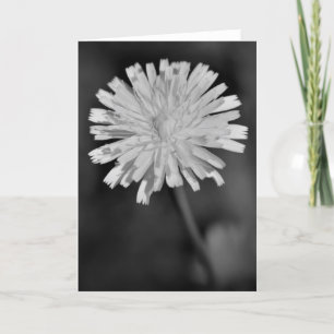 Dandelion / Noir, card