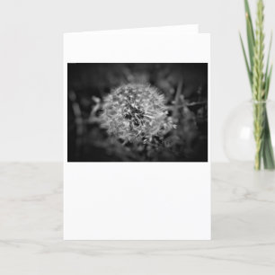 Dandelion / Noir, card