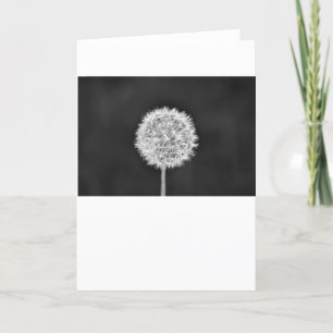Dandelion - Noir, card