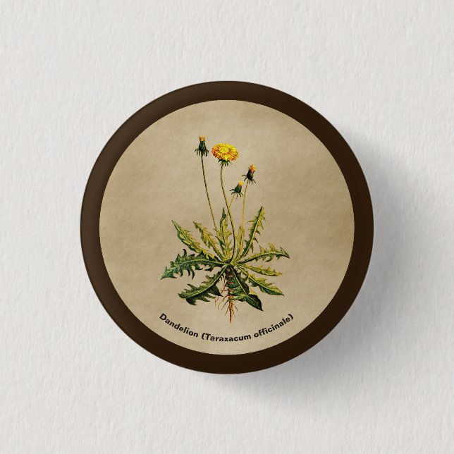 Dandelion On Old Paper 1 Inch Round Button (Front)