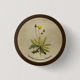 Dandelion On Old Paper 1 Inch Round Button