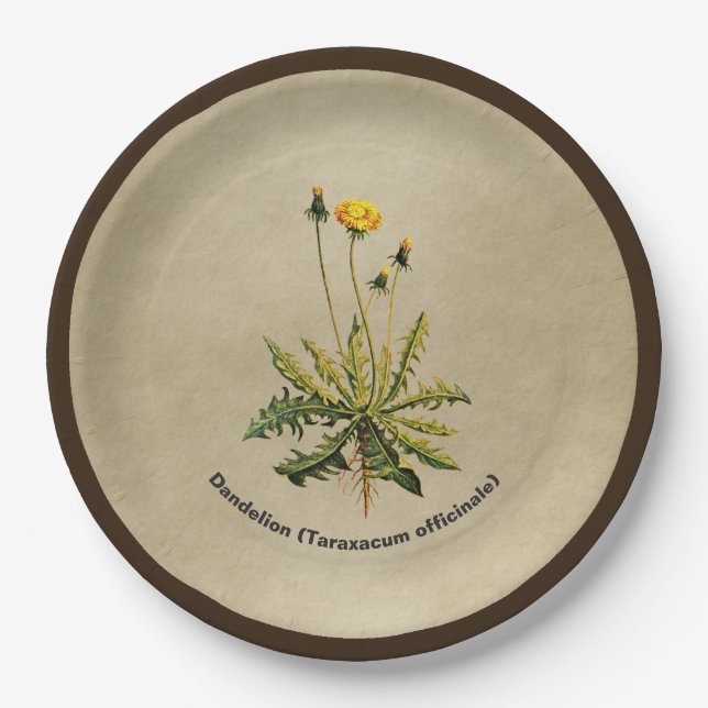 Dandelion On Old Paper Plate (Front)