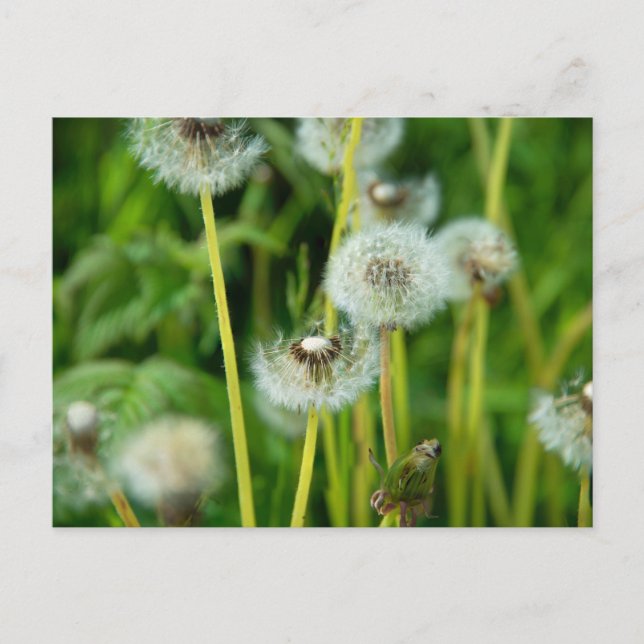 dandelion pappus postcard (Front)