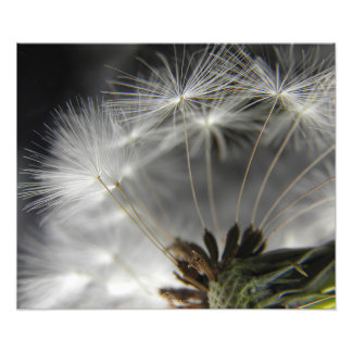 Dandelion Photo Print