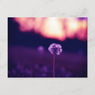 Dandelion Postcard