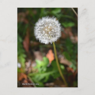 Dandelion Postcard