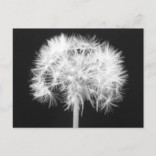 Dandelion Postcard (Front)