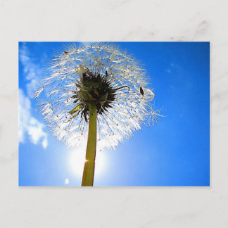 Dandelion Postcard