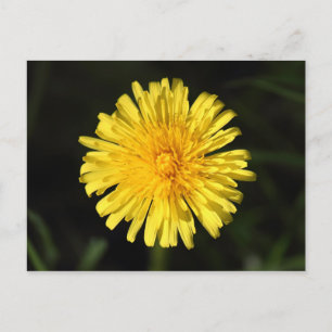 Dandelion Postcard